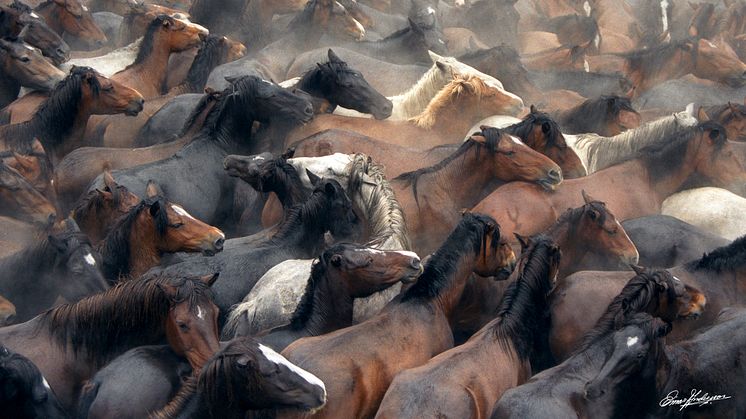 Sjöbo konsthall fylls av hästar