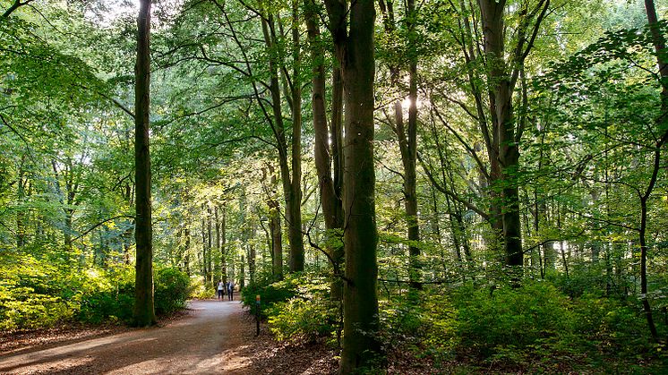 Pildammsparken pekas ut som ett av malmöbornas smultronställen. FOJAB anser att det i framtiden kommer att behövas en ny Pildammspark. 