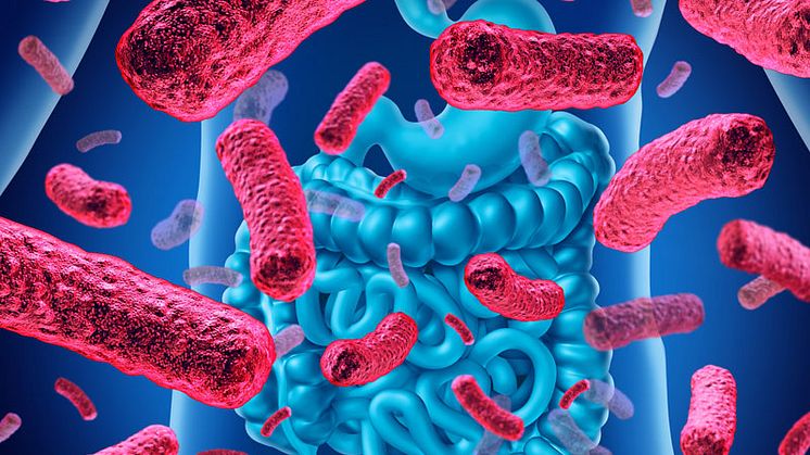 Tarmbakterier kan överföra information om tidigare erfarenheter av miljöförändringar från föräldrarna till deras avkomma. Bild: Mostphotos