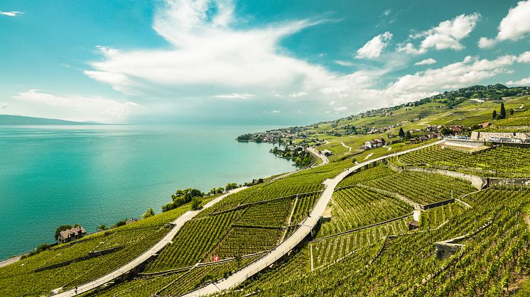 Das Weingebiet Lavaux © Maude Rion