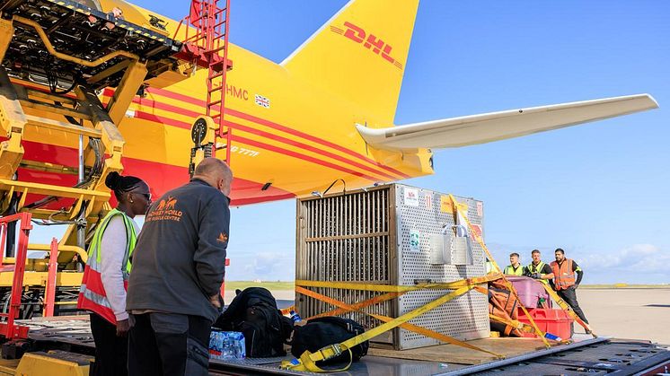 DHL Express flyger Chocolat, den rörelsehindrade schimpansen, till ett nytt hem på Monkey World 