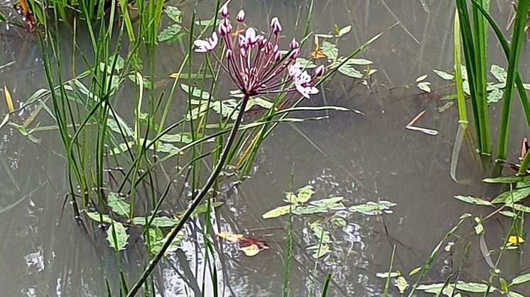 Blomvass, Butomus umbellatus, är en av de plantor som Svevia planterat för att skapa mer biologisk mångfald i täkter. Foto: Charlotta Liedberg