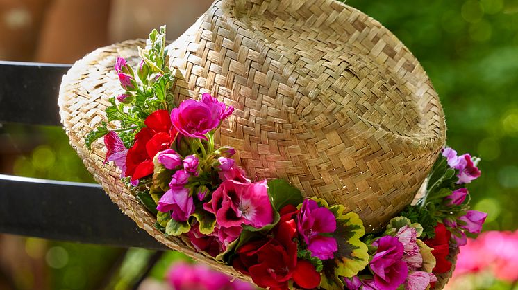 Använd dina pelargoner även till snitt, varför inte på sommarhatten! Foto: Blomsterfrämjandet/Pelargonium for Europe