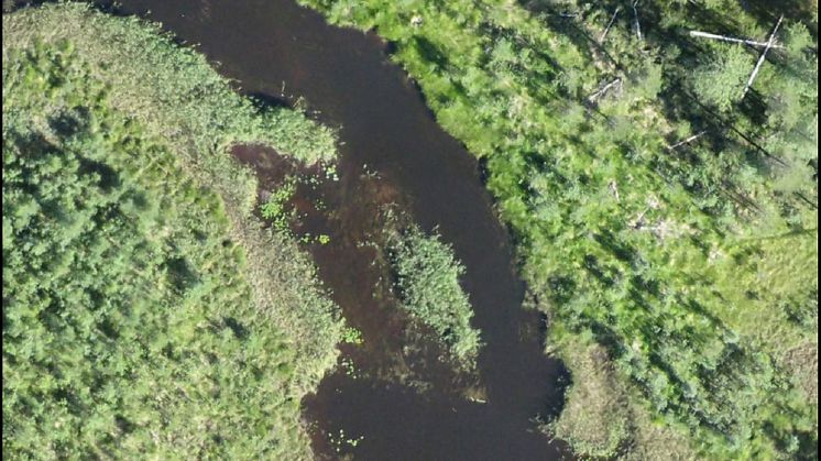 Utsnitt av en drönarbild som visar ett vattendrag och strandnära vegetation. Bildbearbetning: Eva Husson
