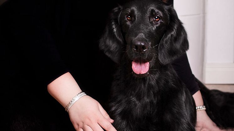 Lustans Dare and Win "Winnie" är Årets bragdhund 2019. Foto: Madelene Jonsson 