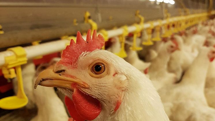 Högt förtroende för svensk kyckling: Nytt och unikt Djuromsorgsprogram för avelsdjur