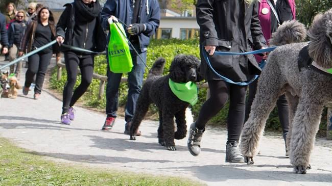 Stockholm Charity Dog Walk - För djurfria forskningsmetoder