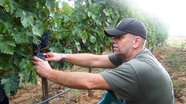 Den nya vinmakarutbildningen inleds med en resa till Toscana i skördetid.