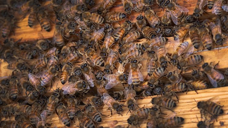 Neonikotinoider skadar våra honungsproducerande djur, bina, och minskar därmed pollineringen av basala växter med skrämmande konsekvenser, både för mat och foder samt vilda bär och frukter som allmänheten nyttjar fritt i Sverige.