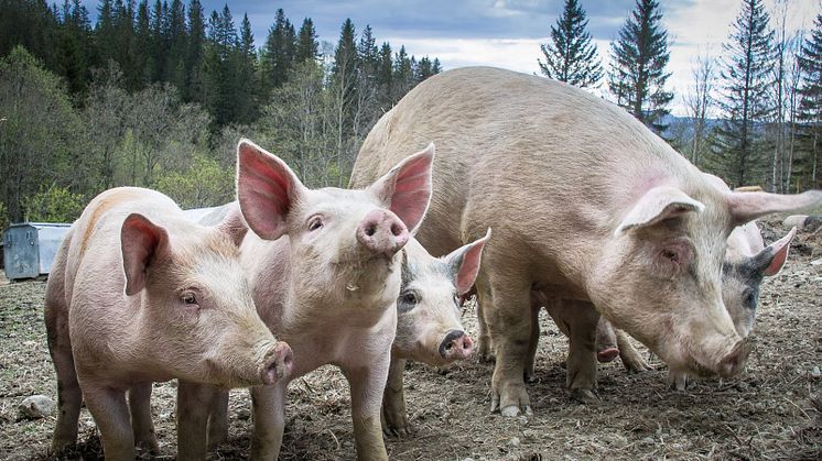 Svenske villsvin gir bekymring for afrikansk svinepest i Norge