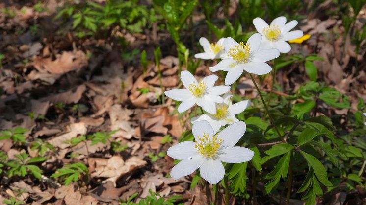 2023-04-04 Lunchföredrag wood-anemone