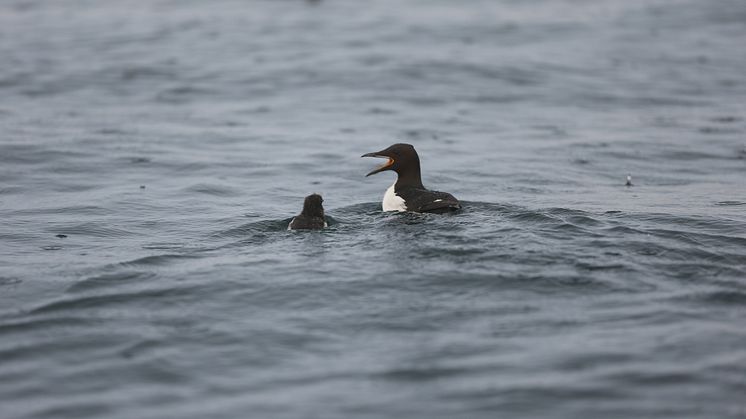 Chick and father Brünnich’s guillemots departing the breeding colony (Photo: Hallvard Strøm, Norwegian Polar Institute).