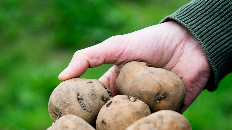 Sättpotatis för Estrellas svenska ekologiska chips