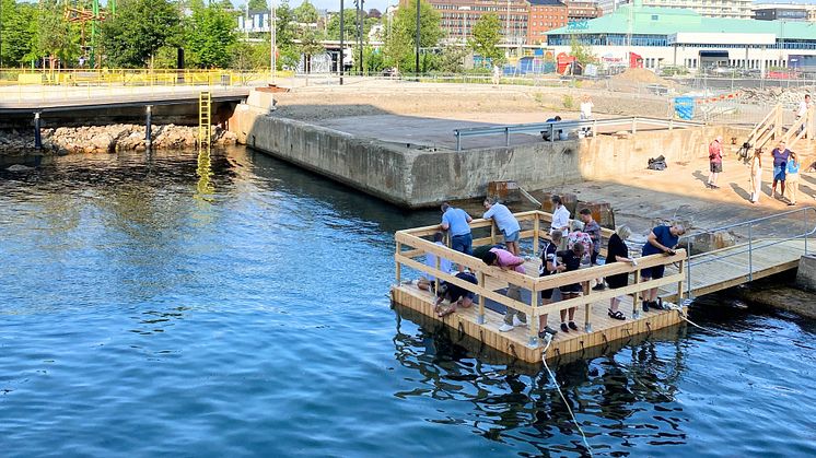 Plattformen för havskolonin finns i Södra hamnen i Helsingborg. 70 engagerade invånare sköter musselodlingen. Foto: Helsingborgs stad