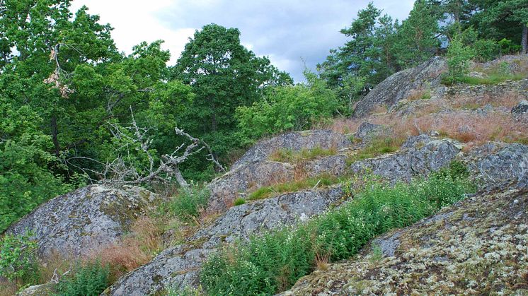 Tulkörtsbestånd i klippskreva – en typisk tulkörtslokal på Tullgarn. Foto: Christer Solbreck