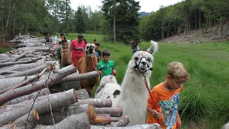 Lama-Trekking im Tessin