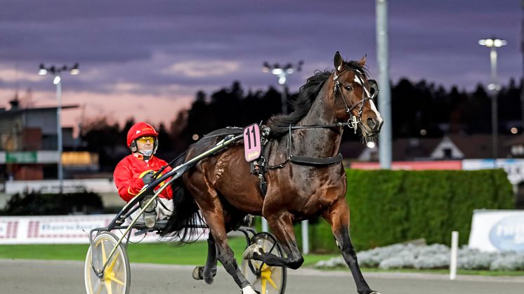 Disco Volante är en av hästarna som startar på torsdag. Foto: Maria Holmén/TR Bild.Gävle