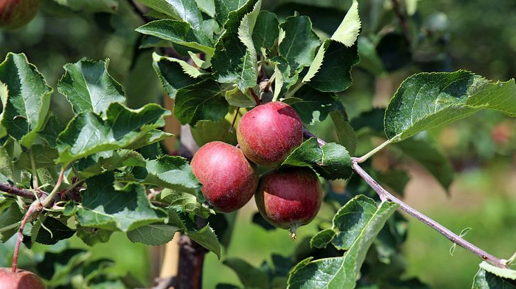 Sächsisches Obstland - Äpfel