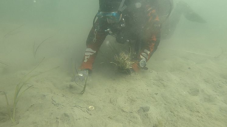 Varje enskild ålgräsplanta planteras för hand av dykare. Bild: Marine Monitoring.