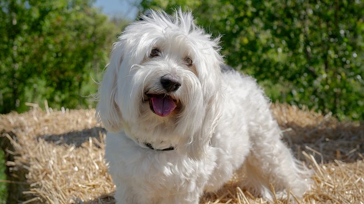 Från hund- och kattmat till halmbalar och humlesurr – nu visar Doggy AB vägen med ny modell för svenska biokrediter. 