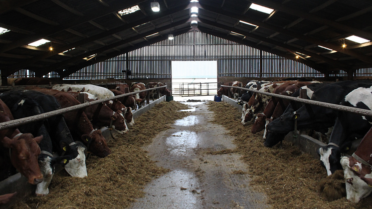 The herd is housed all year with all milking cows fed the same complete ration. Photo: British Dairying.