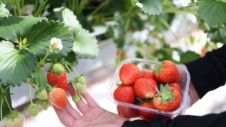Nyskördade svenska jordgubbar