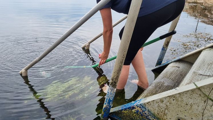 Provsvar på badvattnet visar att Rågelund har höga halter av intestinala enterokocker och Kungsbacka kommun avråder nu från att bada där. Provsvaren kom senare under torsdagen den 6 juli. Bilden är tagen vid ett tidigare badvattenprov.