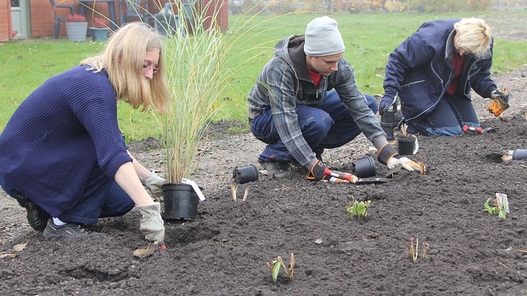 Gröna boenden - plantering