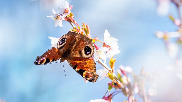 Påfågelöga i körsbärsblommor, en av 20-talet arter som visas i utställningen SURR!. Foto: Lena Granefelt.