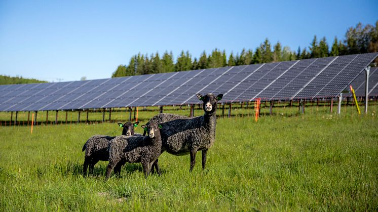 I Solhagen i Torphyttan lever fåren i symbios med solpanelerna. Foto: Linde energi