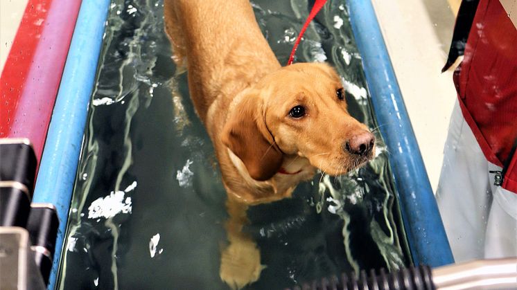 Hund i water tredmill