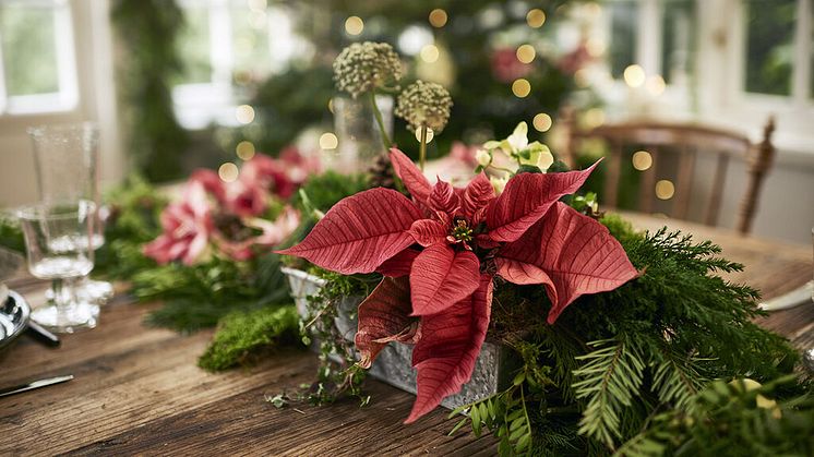 Julstjärnan har blivit framröstad till svenskarnas favoritblomma vid jul i Plantagens årliga trendrapport. Foto: Plantagen