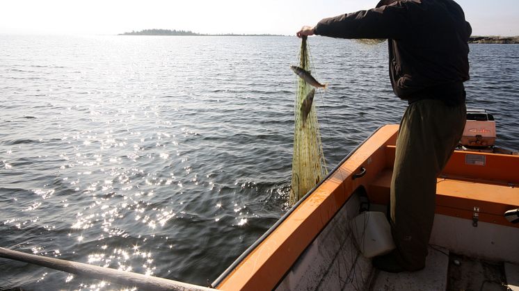 Länsstyrelserna runt Vättern utfärdar nya lokala kostrekommendationer för abborre och röding. Foto: mostphotos