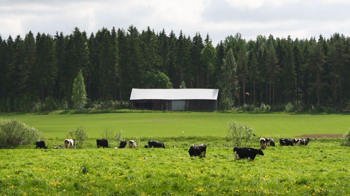 Heinäkuun ”hiljaiseloa” Arla Ingmanilla