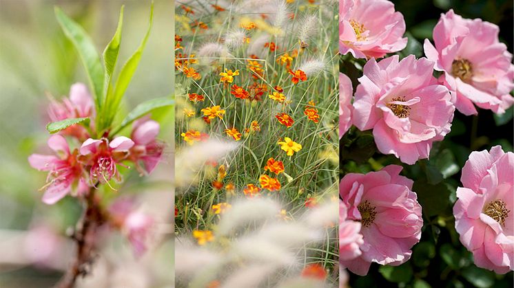 Mjöldagg, svartfläckssjuka, kållarver och rundmask - de ställer till med  problem i många trädgårdar, bland annat för ros och persika. Blomsterlandet tipsar om produkter som är första hjälpen för trädgården.