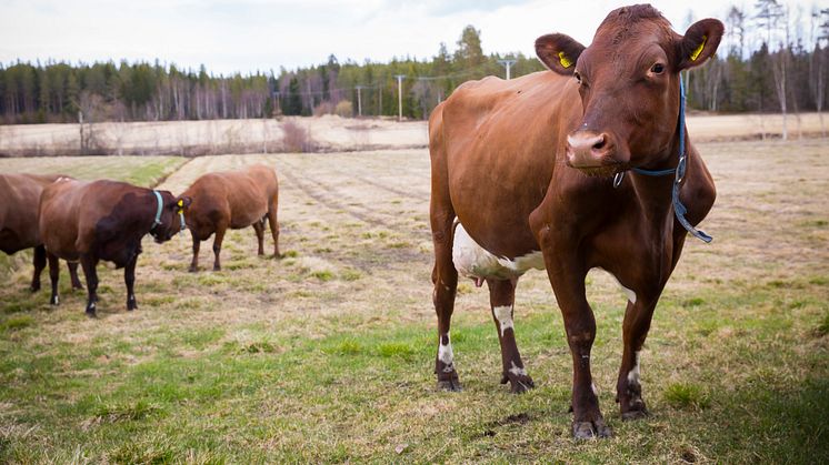 Livesänt betessläpp 2020