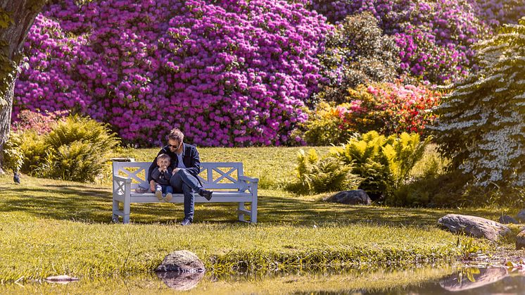 Tid för rhododendron på Sofiero. Foto: Mattias Berglund