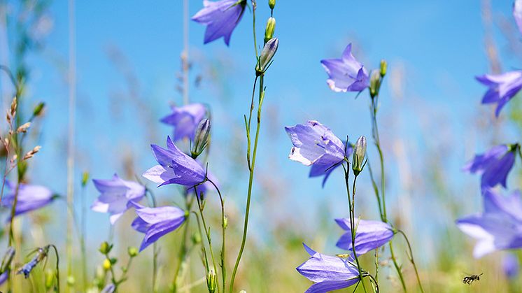 Foto på liten blåklocka: iStock.com/ITkach