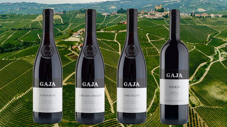 Exklusiv webblansering av Gaja single vineyards årgång 2019 och 2020