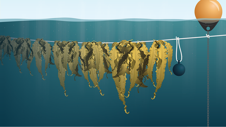 kelp cultivation at sea 