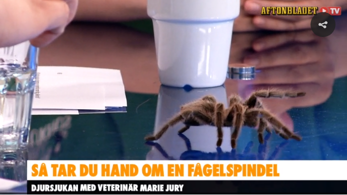 Bild från Aftonbladet TV på fågelspindeln Imse från Skansenakvariets klapp & kramhörna