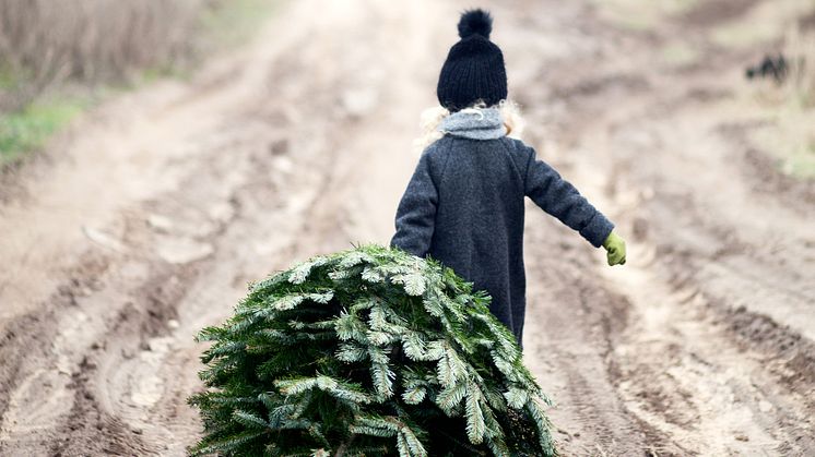 ​Ensomt juletræ søger gaver