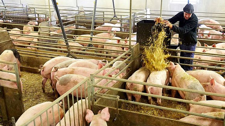 Branschen agerar gemensamt för att säkra svenskt kött och svensk fågel