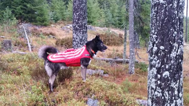 Bidrag för skyddsväst till hund