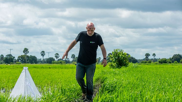 Dr Bart Knols inspecting the rice fields for the drones against malaria trial