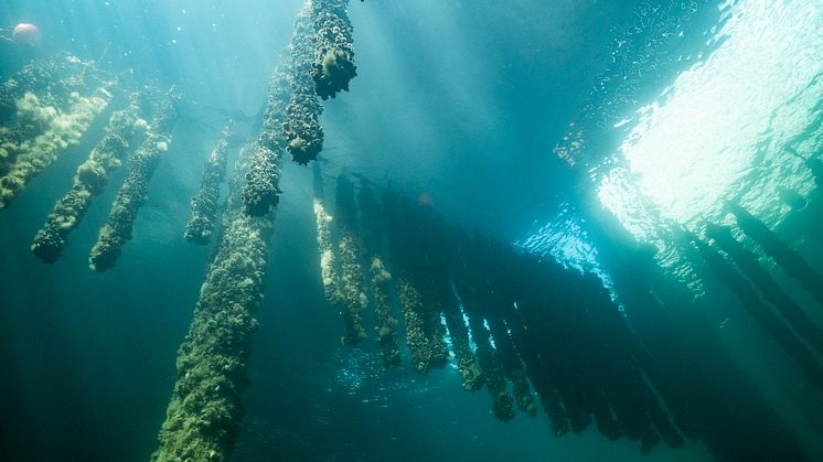 Som koloniägare i Helsingborg har du sedan länge kunnat odla din egen frukt och grönt. Nu tar staden tankarna ett steg längre och testar en havskoloni för odling av blåmusslor i Oceanhamnen. Foto: Lars Hestbæk.