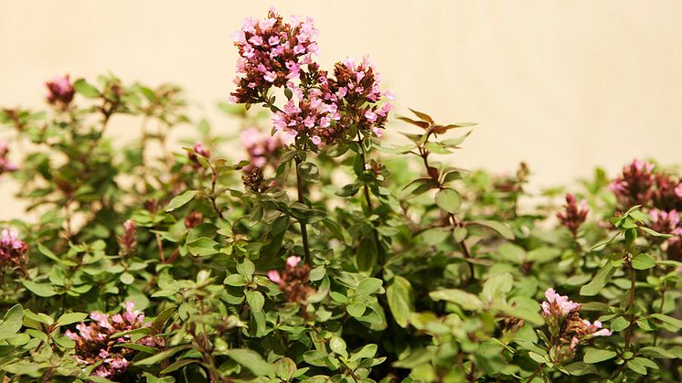 Årets perenn Purpurmejram Origanum (Laavigatum-Gruppen) ”Herrenhausen”