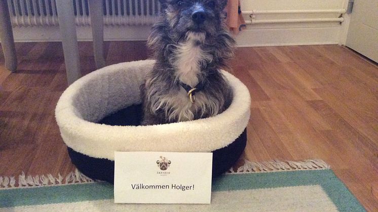 Välkommen Holger - på Åkeshofs Slott är alla fyrfotade vänner välkomna 