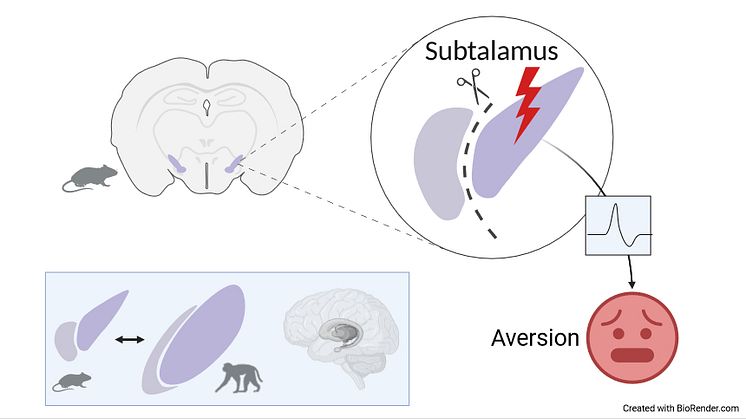 Subtalamus