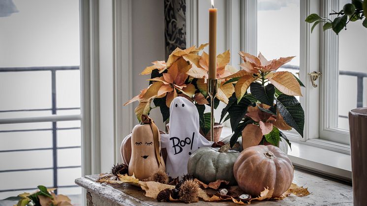 Svenskodlade höststjärnor och pumpor skapar Halloweenstämning. Foto: Åsa Myrberg